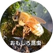 おもしろ昆虫