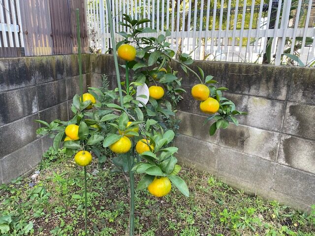 今年はみかんが実りました♪