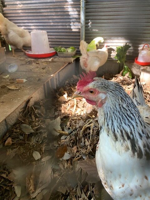 あかりちゃんの羽毛が復活するまで、雄鶏と雌鶏を分けています。