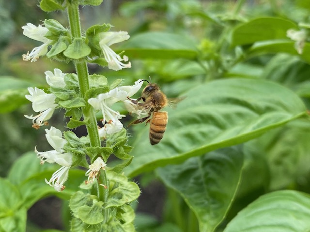 畑（農作物）とみつばちレディ🌿🌻🌸🐝✨