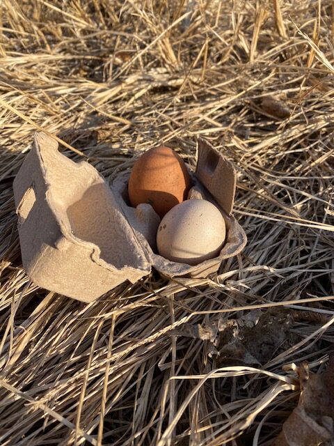 今年も新鮮たまごをありがとう✨