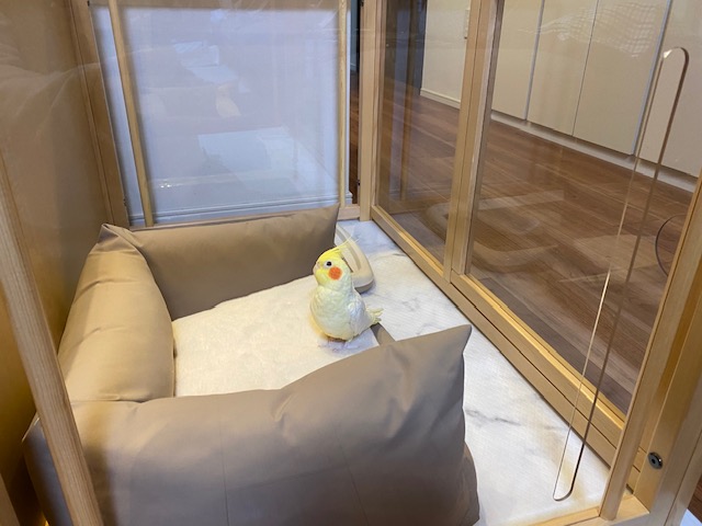 新しい家族を迎えました✨（きのまるちゃんと、まるすけ君）