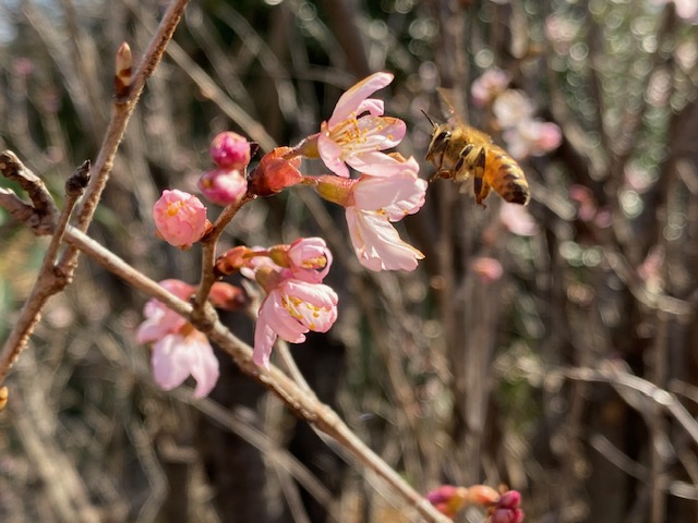 春だね♪みんな頑張って～＾＾🌸🐝♪